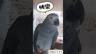 灰鸚鵡小灰說：橘子新年快樂恭喜發橘子🤣 #小灰寶貝parrot #灰鸚鵡愛說話 #灰鸚鵡愛講話 #灰鸚鵡小灰 #灰鸚鵡小灰寶貝