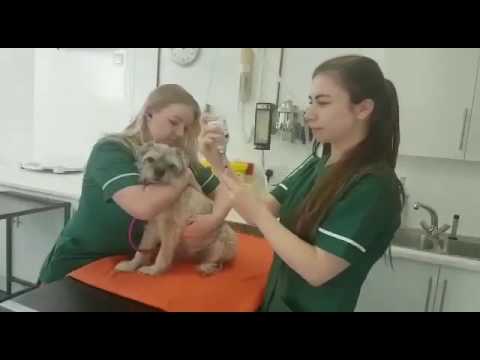 Zetland Vets Mannequin Challenge Zetland Vets Mannequin Challenge