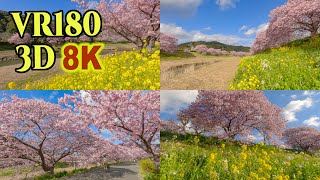 [ 8K 3D VR180 ]  みなみの桜と菜の花祭り （南伊豆町の河津桜）  Early Blooming Cherry Blossoms with rape blossoms