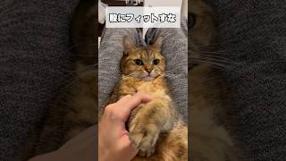 股に挟まって動かなくなった猫ww #shorts