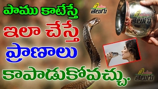 Treatment of Snake Bite in telugu  || పాము కాటేస్తే ఇలా చేసి చూడండి || Indian telugu