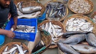 Amazing Padma natural fish price | MOINOTGHAT fish market | DN Eyes | Bengali fish market | Desifish