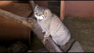 マヌルネコの子供たちPallas's Cat Cubs