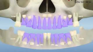 The eruption of teeth