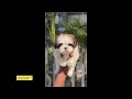 top quality shihtzu puppy for sale in telugu 79815 71655 aj pets