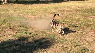 King Cheetah Run at HESC