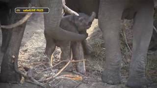 Mothers of the wilderness: how they protect their young