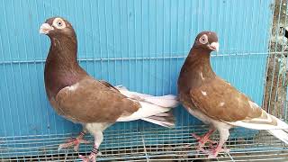 🕊️🕊️🕊️ மதுரை கட்ட மூக்கு பெரிய ஜோடி விற்பனை. Madurai katta mooku breeding pair for sale🕊️🕊️🕊️