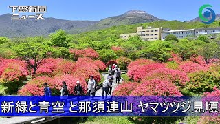 新緑と青空 と那須連山 ヤマツツジ見頃　八幡ツツジ群落 那須