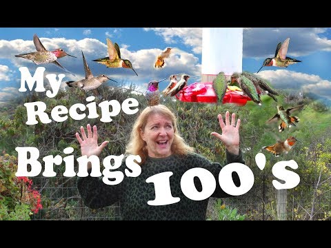 FAST EASY Hummingbird Recipe Nectar feeding Hundreds of Birds FAST EASY Hummingbird Recipe Nectar feeding Hundreds of Birds