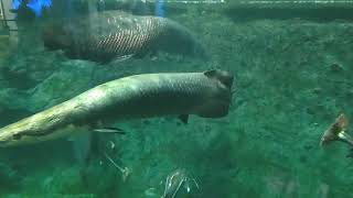 ピラルクー  鳥羽水族館