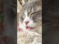 【猫】ペロペロがどうにも止まらない👅 shorts 猫 猫好き