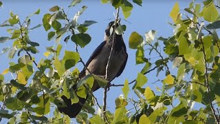 Ptice Hrvatske - Siva vrana (Corvus cornix) (Birds of Croatia - Hooded Crow) (3/6)