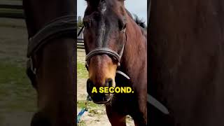 AMAZING to See RESCUE HORSE Process the Chiropractic Adjustments for its Lymes Disease ACHES \u0026 PAIN!