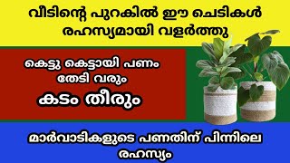 വീടിൻ്റെ പുറകിൽ ഈ ചെടികൾ രഹസ്യമായി വളർത്തു