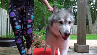 Senior Husky Dog walks the red carpet