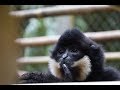 The gibbons’ song