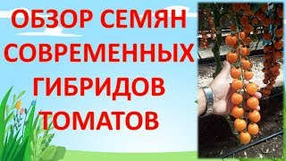 СОВРЕМЕННЫЕ ГИБРИДЫ ТОМАТОВ 🍅 МОЙ ВЫБОР