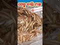 ଗେନ୍ଥୁ ବାଲି ମାଛ bali nachho youtubeshorts viralvideo youtube shorts