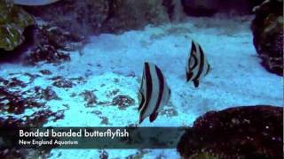 Butterflyfish in the Giant Ocean Tank