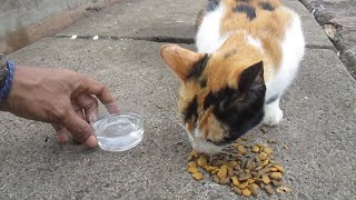 Feeding the stray cats