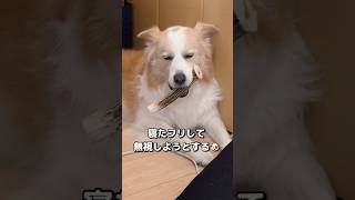 寝たフリをして無視をする犬が賢過ぎる...!!!【ボーダーコリー･ゴールデンレトリバー】