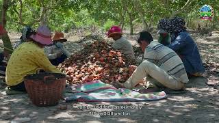 កម្ពុជា ជាប់ចំណាត់ថ្នាក់លេខ២ ជាប្រទេសនាំចេញស្វាយចន្ទីច្រើនជាងគេ លើពិភពលោក