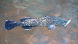 Walking Super Clear Rivers For Cod