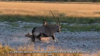 Wild Dog Pack Attempts to Hunt Down Gemsbok but Faces Fierce Resistance