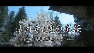 福島の一本桜より　～会津美里法用寺　虎の尾桜～