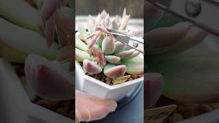 春天花劍多多~剪剪剪#Succulent#小茉愛多肉#多肉花劍#多肉養護#多肉新手#多肉植物