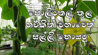 පොලිටනල්  තුල ගර්කින් වගාවෙන් සල්ලි හොයමු How to grow gerkin ( salad cucumber)  use protected house