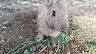 اخيرا رجعت لتربية القنينات ( الارانب) 🐰. مع بعض النصائح لتعلمتها وجيت نشاركها معاكم. 💚