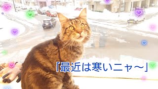 【WaNファミリー】寒くて寄り添う猫たち🐱動物専門学校 トリマー 動物看護師 アクアリウム 動物のお仕事