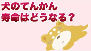 犬のてんかん寿命はどれくらい？【獣医師解説】