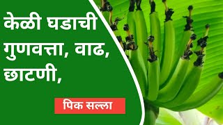 केळी घडाची गुणवत्ता, वाढ, छाटणी | केळी घड व्यवस्थापन | #PracticalFarming #bananas