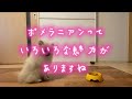 飼いやすい犬種のポメラニアンの特徴