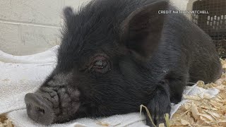 This pig is named for a Washington Capitals legend | Get Uplifted