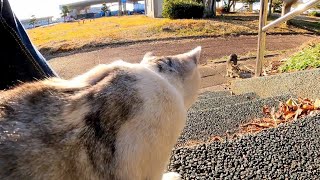 公園の階段に座っていた猫を隣に座って撫でると遠くにいた猫もこっちを見ていたのナデナデしてきた