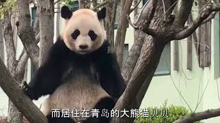 古灵精怪的大熊猫怕是成精了#熊猫 #panda #cute #푸바오 #福宝