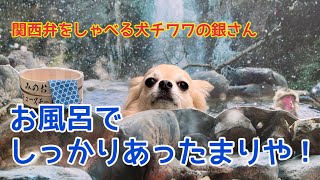 【関西弁をしゃべる犬】チワワの銀さん　ちゃんとあったまるんやで♨️【おしゃべりペット】