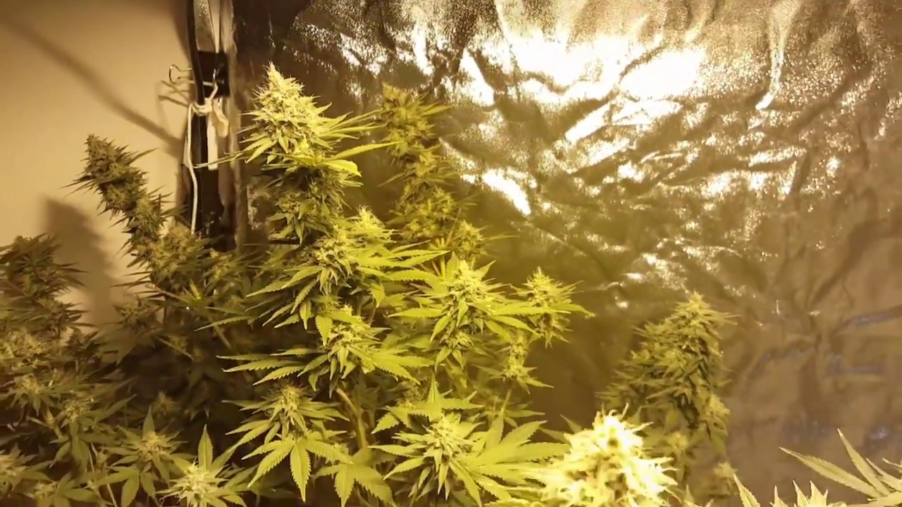 INDOOR AUTOFLOWER GROW OG KUSH ALMOST READY TO HARVEST!!!! Medical ...