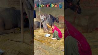 #live #milking #jafrabadibuffalo #priyankadinudairyfarm #gujarat #shorts #video #vairalshort