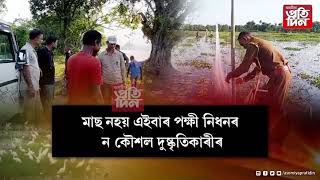 মাছ নহয় এইবাৰ পক্ষী নিধনৰ ন কৌশল দুষ্কৃতিকাৰীৰ...