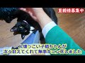 （子猫癒し）甘えん坊の子猫が次々挨拶に来たり膝乗りしてキュン死注意（保護猫カフェウリエル）梅田　kittens come on my lap one after another