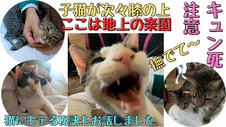 （子猫癒し）甘えん坊の子猫が次々挨拶に来たり膝乗りしてキュン死注意（保護猫カフェウリエル）梅田　Kittens come on my lap one after another