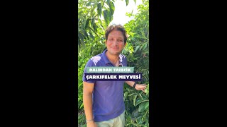 Dalından Tazecik Çarkıfelek Meyvesi