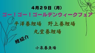 ゴー！ゴー！ゴールデンウイークフェア開催！！販売鯉紹介　　　平澤養鯉場産は解説付きです！＃錦鯉＃売出し＃平澤養鯉場＃野上養鯉場＃丸堂養鯉場＃小泉養魚場