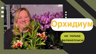 Orchid_rus - поставка для Орхидиума!