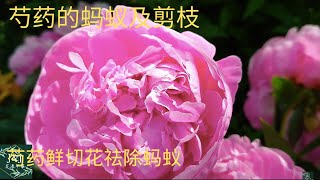 015【J\u0026J花漾年華】芍藥花后及秋季剪枝，芍药鲜切花祛除蚂蚁，Das Ameisenproblem der Pfingstrose ，Ants on Peonies